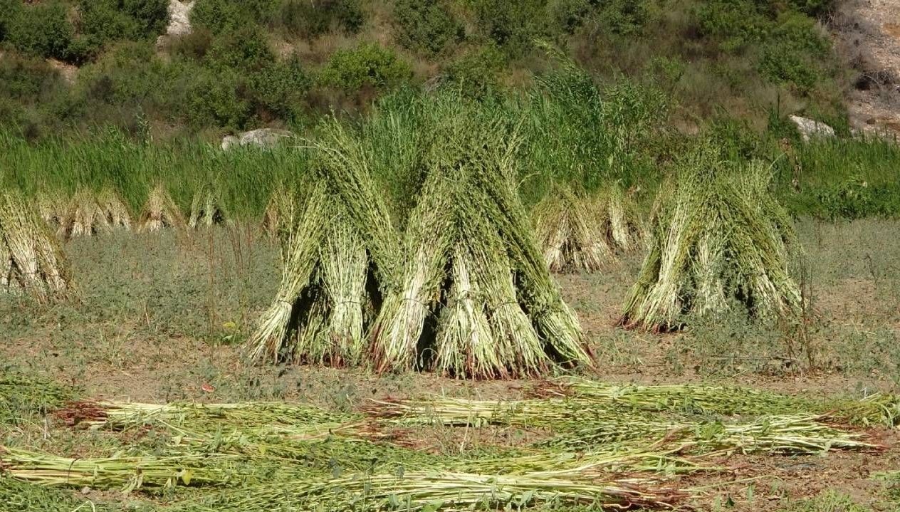 altin susamda hasat basladi OnaMnidL