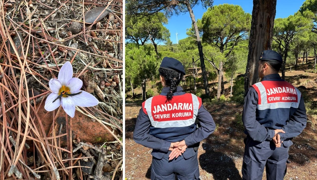 bu cicegi koparmanin cezasi 557 bin tl 1QKyYLTH