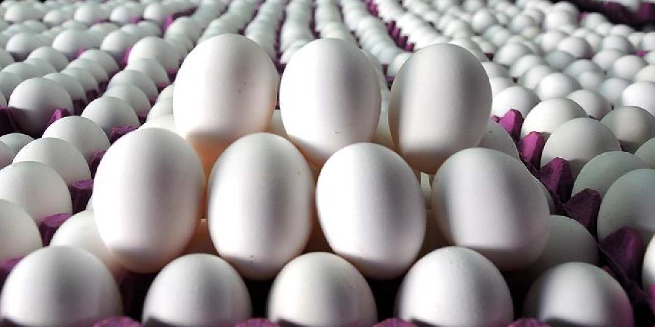 tuik acikladi yumurta azaldi 81tagWXQ.jpg