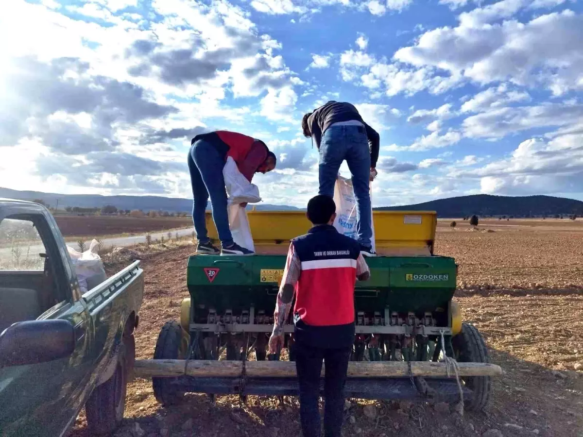 cavdarhisarda tohum dagitimi ve ekim calismalari basladi 5wi3Glea.jpg
