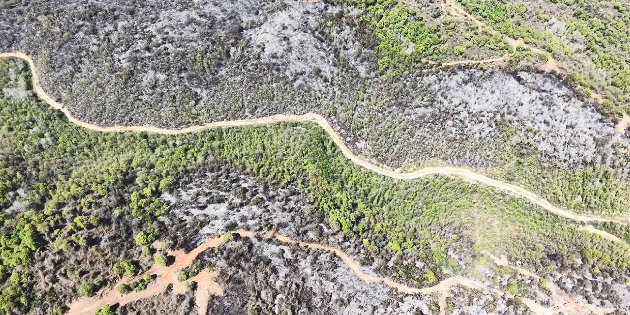 Beykoz Orman Yangınının Yıkıcı Etkileri Gün Yüzüne Çıktı