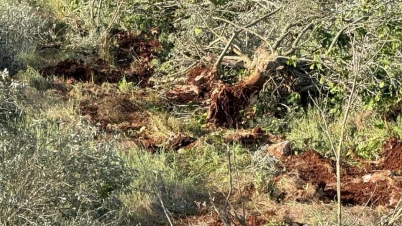 Batı Şeria’da İsrail’in Zeytin Ağaçlarına Yönelik Tahribatı Sürüyor