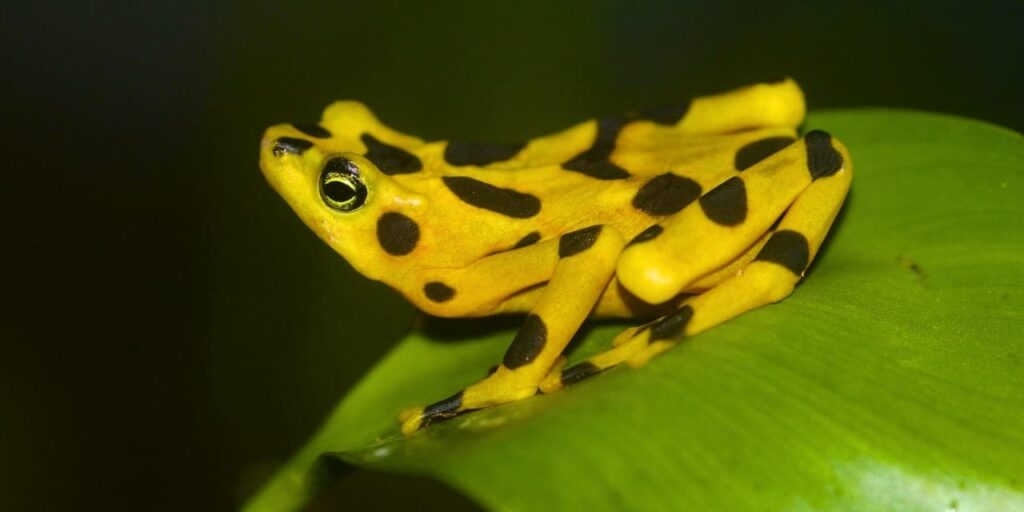 panamanin-altin-sembolu-17-yil-sonra-ozgurluge-kavusuyor-ywuGdUqV